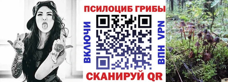закладки  Урюпинск  Галлюциногенные грибы Cubensis 